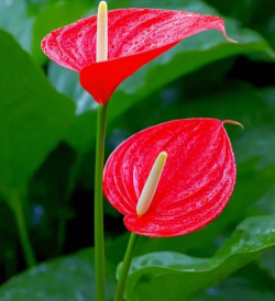 家里阳光不足怎么养花，选对植物种类，掌握养护技巧