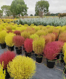 家里阳光不足怎么养花，选对植物种类，掌握养护技巧