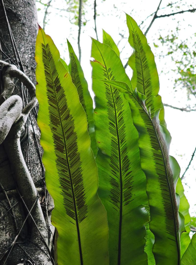 家里阳光不足怎么养花，选对植物种类，掌握养护技巧