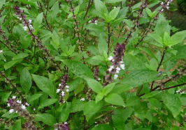 家里阳光不足怎么养花，选对植物种类，掌握养护技巧