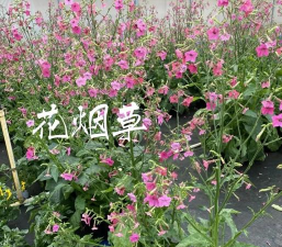 家里阳光不足怎么养花，选对植物种类，掌握养护技巧