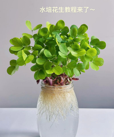 家里阳光不足怎么养花，选对植物种类，掌握养护技巧