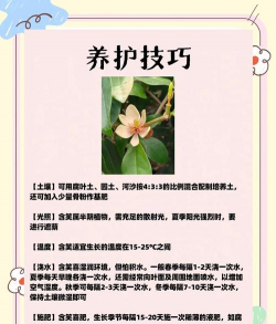 家里阳光不足怎么养花，选对植物种类，掌握养护技巧