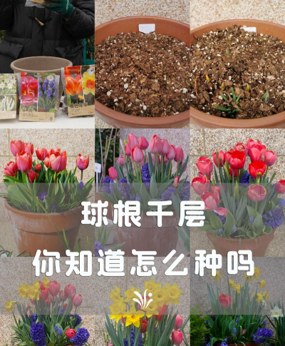 家里阳光不足怎么养花，选对植物种类，掌握养护技巧