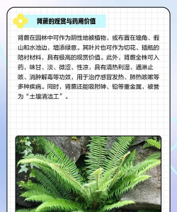 家里阳光不足怎么养花，选对植物种类，掌握养护技巧