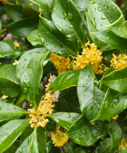 家里阳光不足怎么养花，选对植物种类，掌握养护技巧