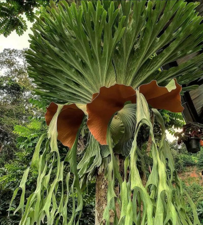 家里阳光不足怎么养花，选对植物种类，掌握养护技巧