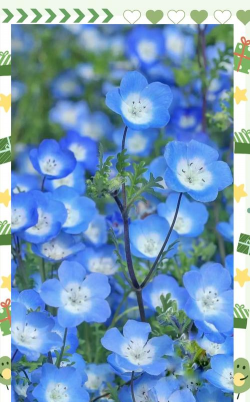 家里阳光不足怎么养花，选对植物种类，掌握养护技巧