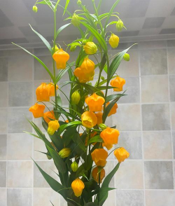 家里阳光不足怎么养花，选对植物种类，掌握养护技巧