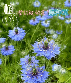 家里阳光不足怎么养花，选对植物种类，掌握养护技巧