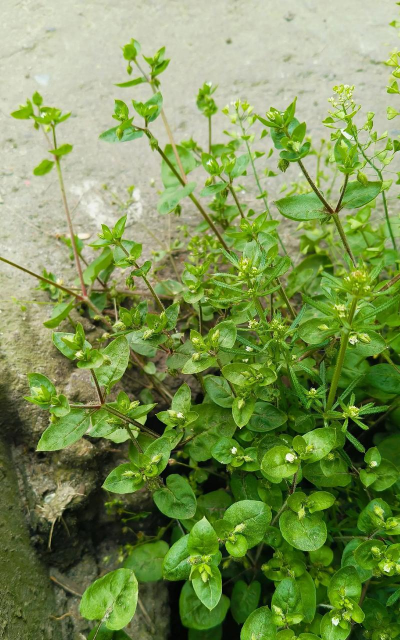 家里阳光不足怎么养花，选对植物种类，掌握养护技巧