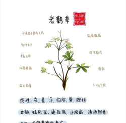 家里阳光不足怎么养花，选对植物种类，掌握养护技巧