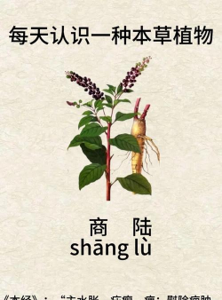 家里阳光不足怎么养花，选对植物种类，掌握养护技巧