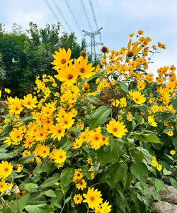 家里阳光不足怎么养花，选对植物种类，掌握养护技巧