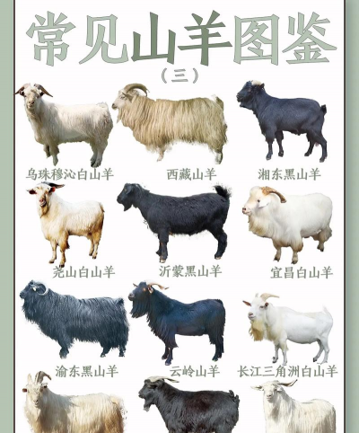 家里阳光不足怎么养花，选对植物种类，掌握养护技巧