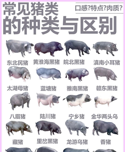 家里阳光不足怎么养花，选对植物种类，掌握养护技巧