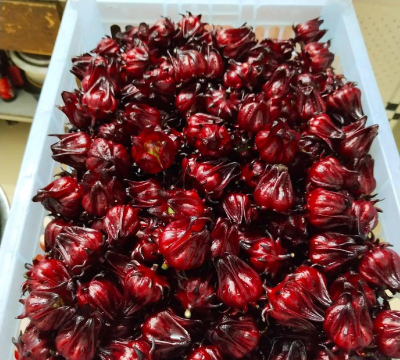 家里阳光不足怎么养花，选对植物种类，掌握养护技巧