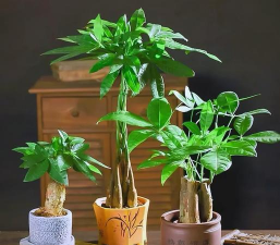 家里阳光不足怎么养花，选对植物种类，掌握养护技巧