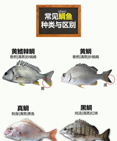 家里阳光不足怎么养花，选对植物种类，掌握养护技巧