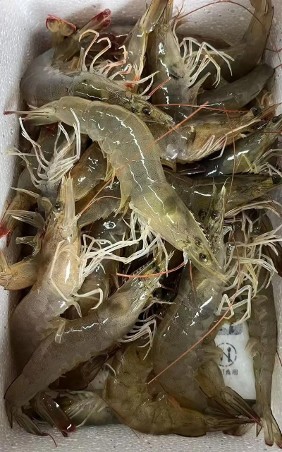 家里阳光不足怎么养花，选对植物种类，掌握养护技巧