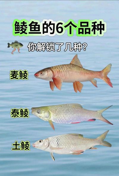 家里阳光不足怎么养花，选对植物种类，掌握养护技巧