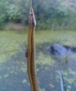 家里阳光不足怎么养花，选对植物种类，掌握养护技巧