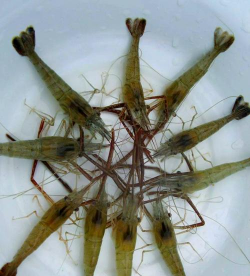 家里阳光不足怎么养花，选对植物种类，掌握养护技巧