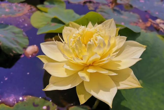 小众送妈妈的花有哪些花