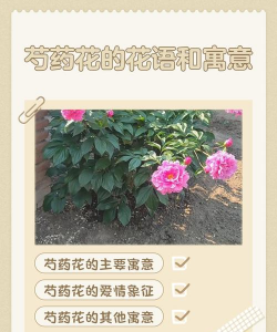 家里阳光不足怎么养花，选对植物种类，掌握养护技巧