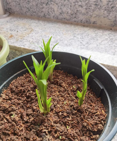 家里阳光不足怎么养花，选对植物种类，掌握养护技巧