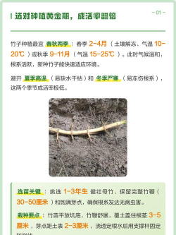 家里阳光不足怎么养花，选对植物种类，掌握养护技巧