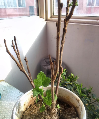 小众送妈妈的花有哪些花