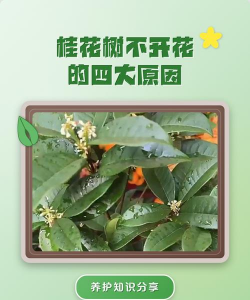 家里阳光不足怎么养花，选对植物种类，掌握养护技巧