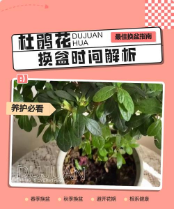 家里阳光不足怎么养花，选对植物种类，掌握养护技巧