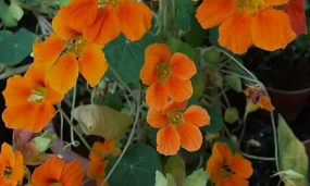 家里阳光不足怎么养花，选对植物种类，掌握养护技巧