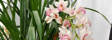 家里阳光不足怎么养花，选对植物种类，掌握养护技巧