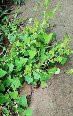 家里阳光不足怎么养花，选对植物种类，掌握养护技巧