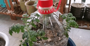 家里阳光不足怎么养花，选对植物种类，掌握养护技巧