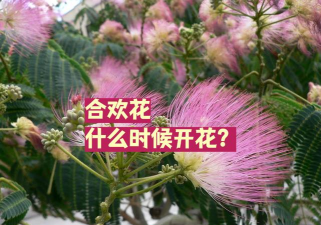家里阳光不足怎么养花，选对植物种类，掌握养护技巧
