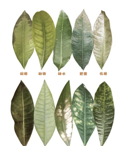 家里阳光不足怎么养花，选对植物种类，掌握养护技巧