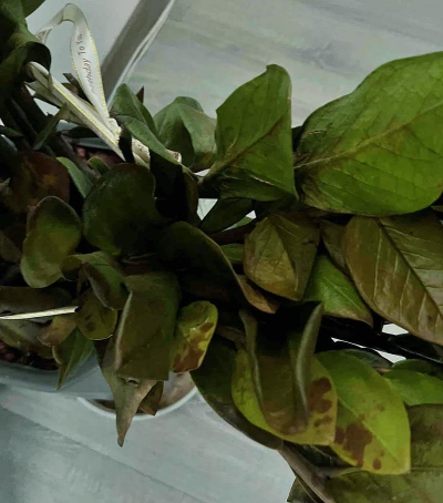 家里阳光不足怎么养花，选对植物种类，掌握养护技巧