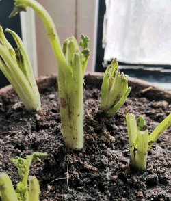 家里阳光不足怎么养花，选对植物种类，掌握养护技巧