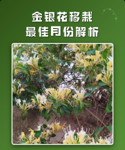 家里阳光不足怎么养花，选对植物种类，掌握养护技巧