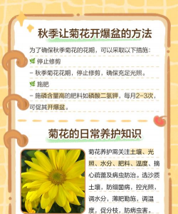 家里阳光不足怎么养花，选对植物种类，掌握养护技巧
