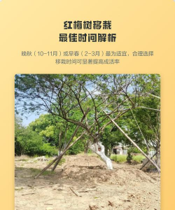 家里阳光不足怎么养花，选对植物种类，掌握养护技巧