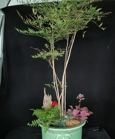 家里阳光不足怎么养花，选对植物种类，掌握养护技巧