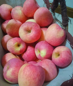 家里阳光不足怎么养花，选对植物种类，掌握养护技巧