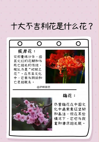 家里阳光不足怎么养花，选对植物种类，掌握养护技巧