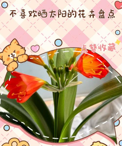 家里阳光不足怎么养花，选对植物种类，掌握养护技巧