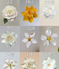 家里阳光不足怎么养花，选对植物种类，掌握养护技巧